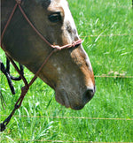 The Smile of a Horse