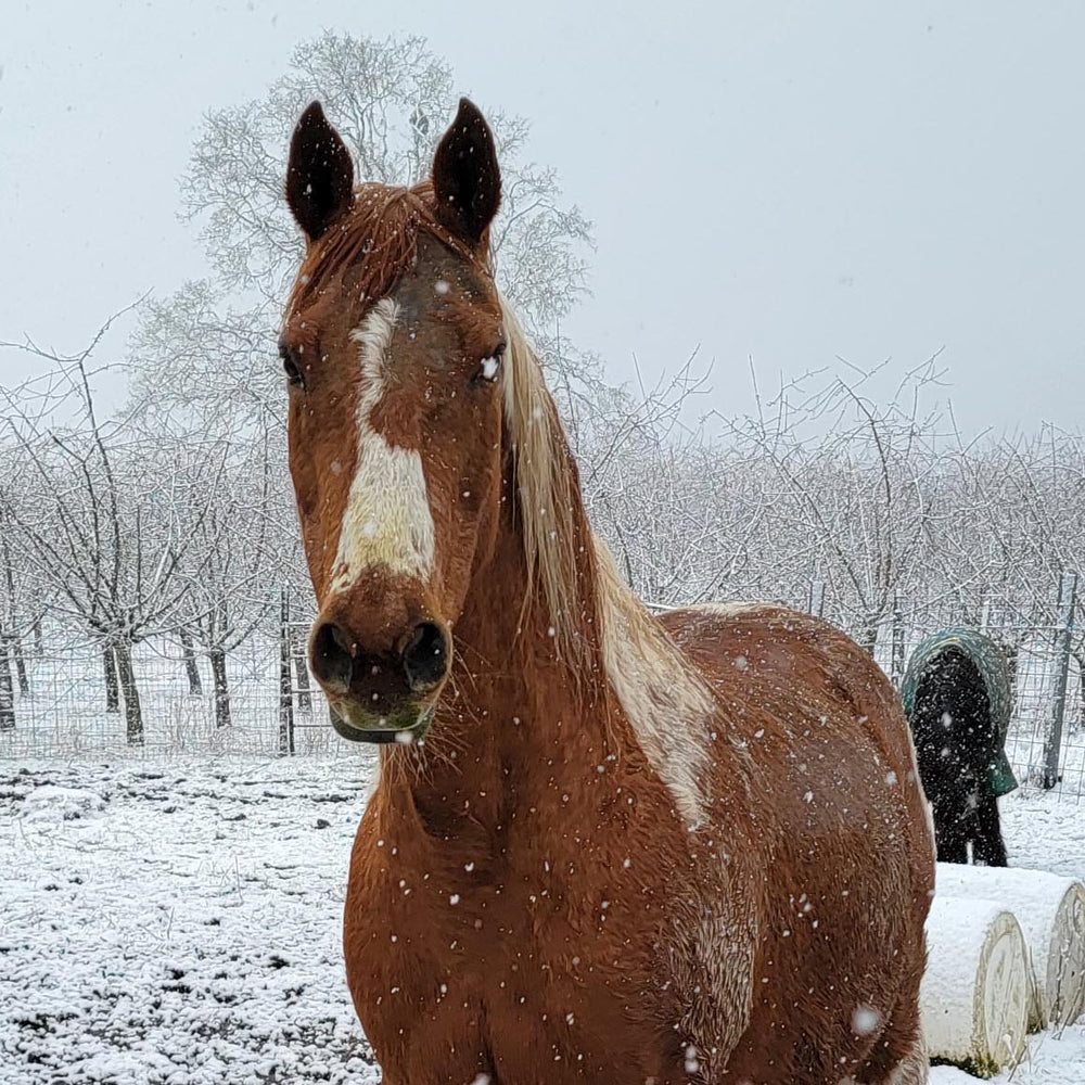 Do You Have a Winter Challenged Horse?