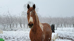 Do You Have a Winter Challenged Horse?